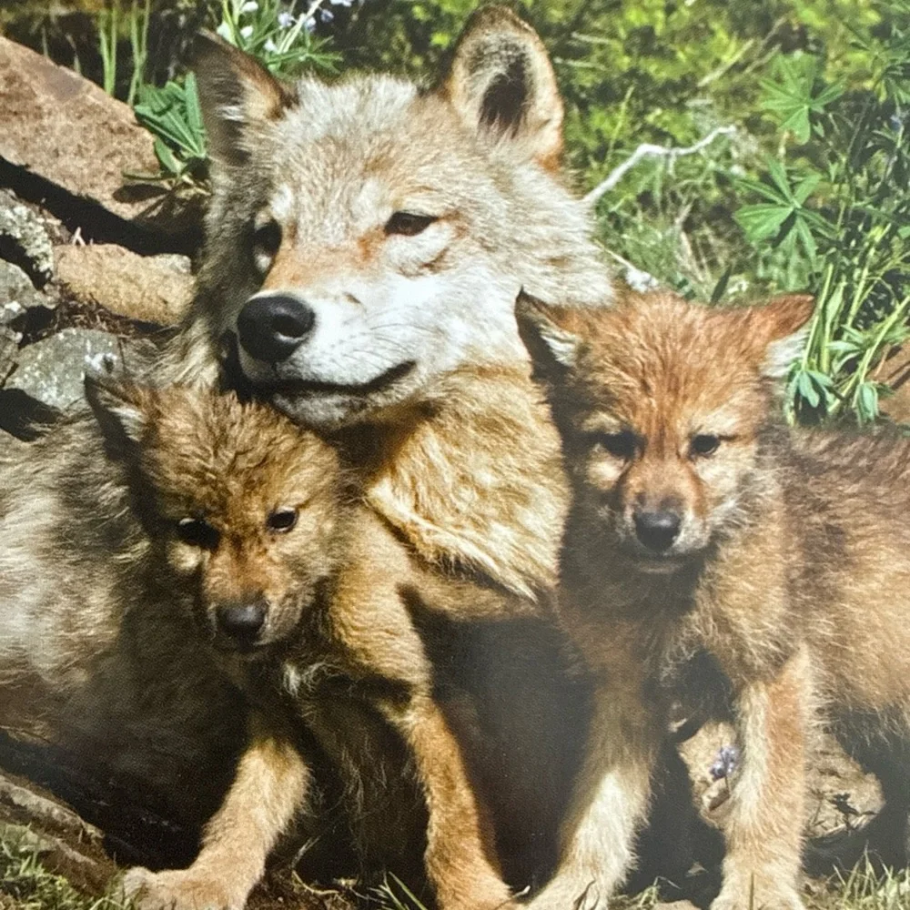 Lot of 4 blank note cards with pictures of wolves